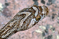 Sonoran Lyresnake