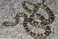 California Lyresnake