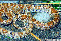 California Lyresnake