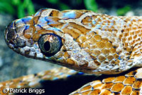 California Lyresnake