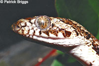 California Lyresnake