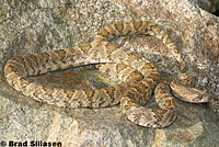 California Lyresnake