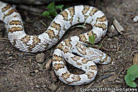 California Lyresnake