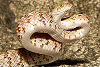 California Lyresnake