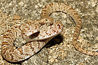 California Lyresnake