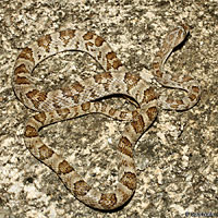 California Lyresnake