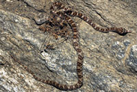 California Lyresnake