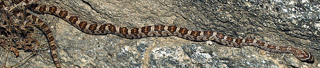 California Lyresnake