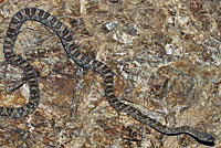 California Lyresnake