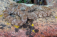 California Lyresnake