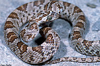 California Lyresnake