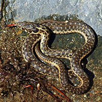 Sierra Gartersnake