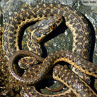 Sierra Gartersnake