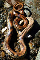 Sierra Gartersnake