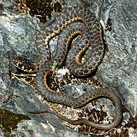 Sierra Gartersnake