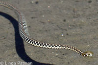 Sierra Gartersnake