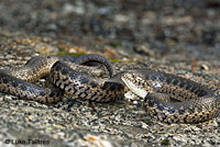 Sierra Gartersnake