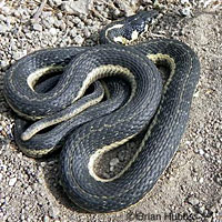 Sierra Gartersnake