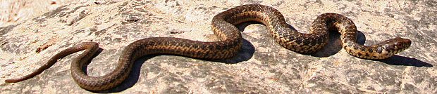 Sierra Gartersnake