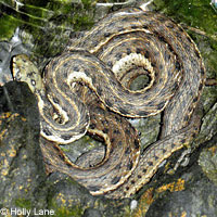 Sierra Gartersnake