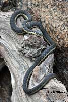 Sierra Gartersnake