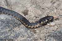 Sierra Gartersnake