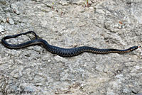 Sierra Gartersnake