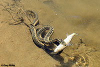 Sierra Gartersnake