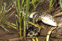 Sierra Gartersnake