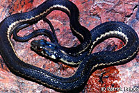 Sierra Gartersnake