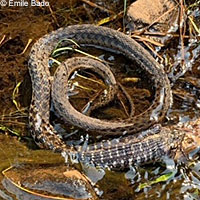 Sierra Gartersnake