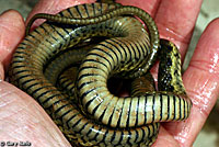 Sierra Gartersnake