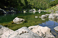 Sierra Gartersnake