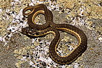 Sierra Gartersnake