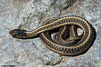 Klamath Gartersnake