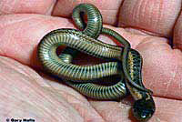 Klamath Gartersnake