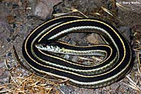 Klamath Gartersnake