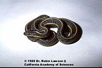 Klamath Gartersnake