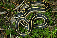 Mountain Gartersnake