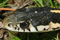 Mountain Gartersnake