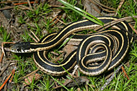 Mountain Gartersnake