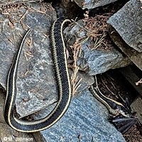 Mountain Gartersnake