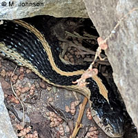 Mountain Gartersnake