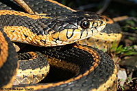 Mountain Gartersnake