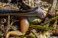 Mountain Gartersnake