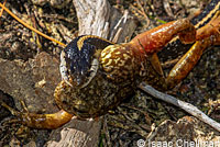 Mountain Gartersnake