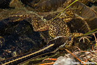 Mountain Gartersnake