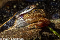 Mountain Gartersnake