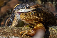 Mountain Gartersnake