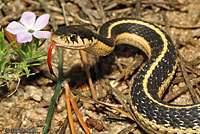 Mountain Gartersnake